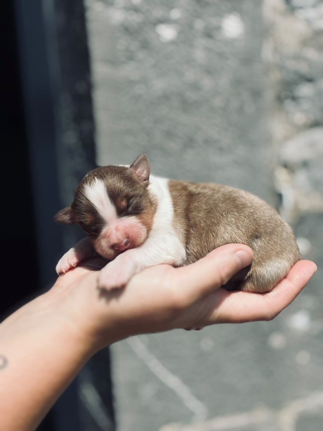 Des Plaines Du Val D'oise - Chiots disponibles - Berger Australien