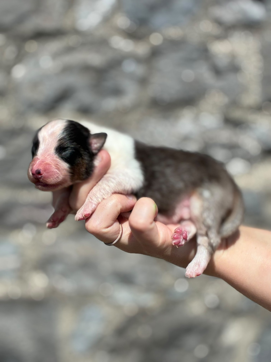 Des Plaines Du Val D'oise - Chiots disponibles - Berger Australien
