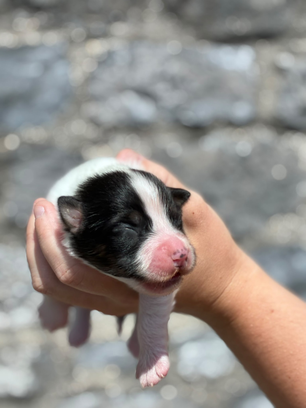 Des Plaines Du Val D'oise - Chiots disponibles - Berger Australien