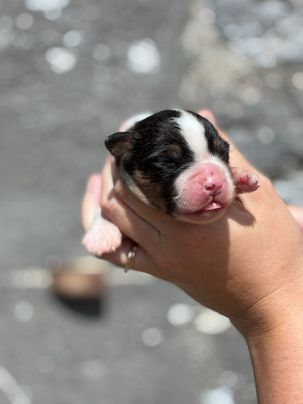 Des Plaines Du Val D'oise - Chiots disponibles - Berger Australien